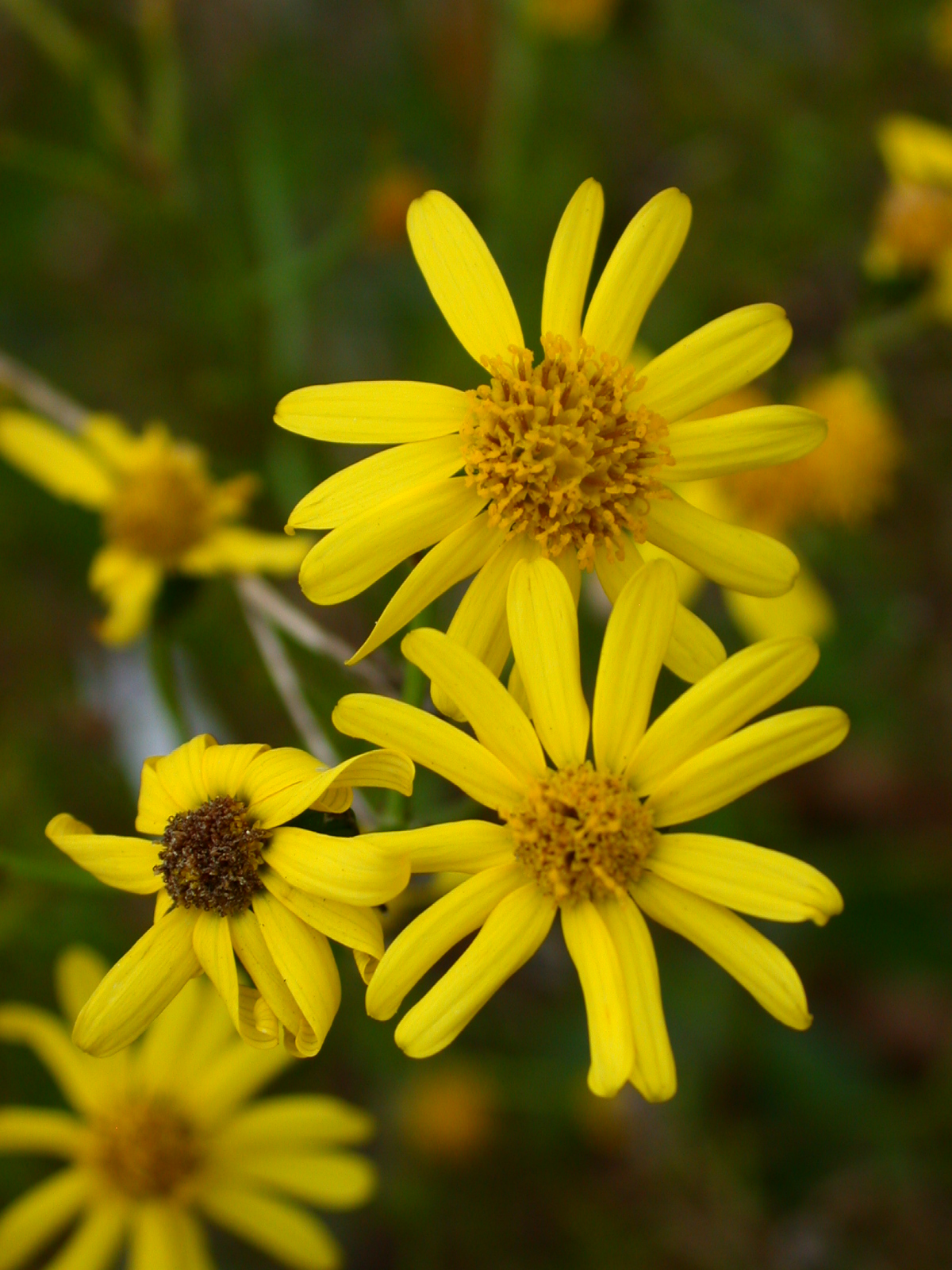 Yellow flowers of Senecio inaequidens.
